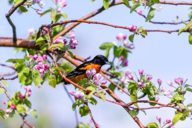 Dallara tüneyen güzel vahşi kuşun yakın çekimi