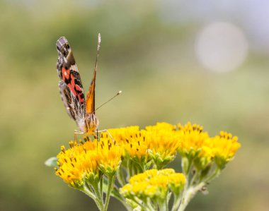 Çiçek üzerindeki güzel kelebeğin yakın plan çekimi.