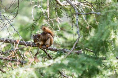 Doğal ortamdaki sevimli küçük sincabı yakından çek.