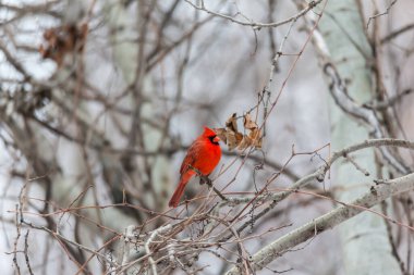 Kuzey Amerika kuşunun (Kardinal) ağaç dalına tünediği yakın çekim