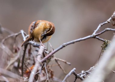 Dallara tüneyen güzel vahşi kuşun yakın çekimi