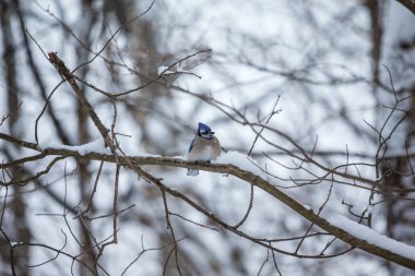 close-up shot of bird in the snowy forest