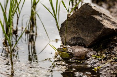Göletteki küçük kurbağayı yakından çek.
