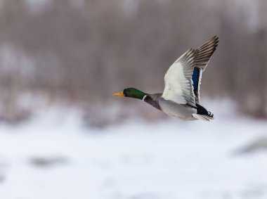 Güzel ördeğin kış günü doğada uçuşunu yakından çek.