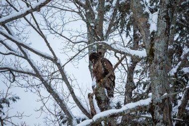 close-up shot of eagle in forest