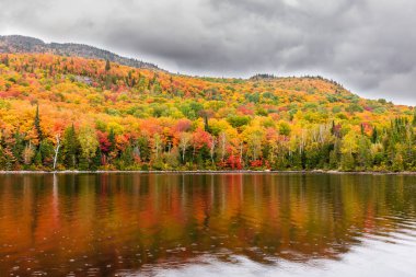 arka plan için manzaralı sonbahar ormanı manzarası