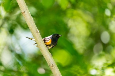 Dallara tüneyen güzel vahşi kuşun yakın çekimi