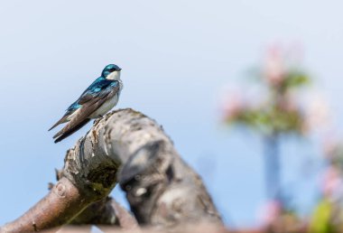 Dallara tüneyen güzel vahşi kuşun yakın çekimi