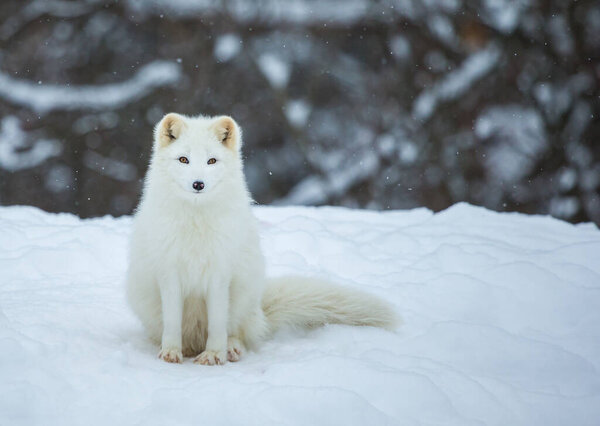 Close-up shot of beautiful arctic fox on nature