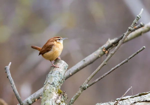 Primo Piano Bellissimo Uccello Selvatico Appollaiato Ramo — Foto Stock