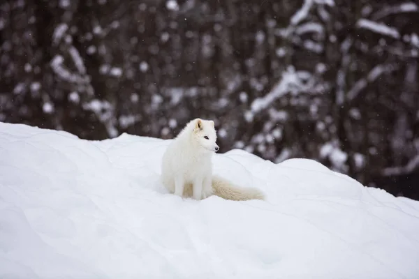 Nahaufnahme Des Schönen Polarfuchses Auf Die Natur — Stockfoto