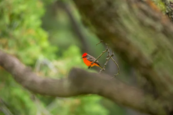 美丽的野鸟栖息在树枝上的特写 — 图库照片