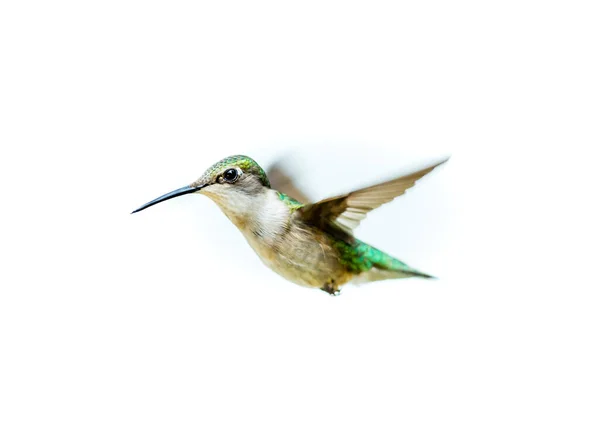 Zblízka Záběr Krásné Kolibřík Bílém Pozadí — Stock fotografie