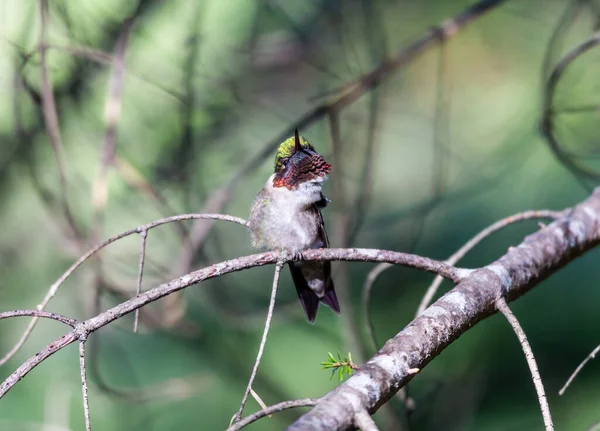 Nahaufnahme Eines Schönen Wildvogels Der Auf Einem Ast Hockt — Stockfoto