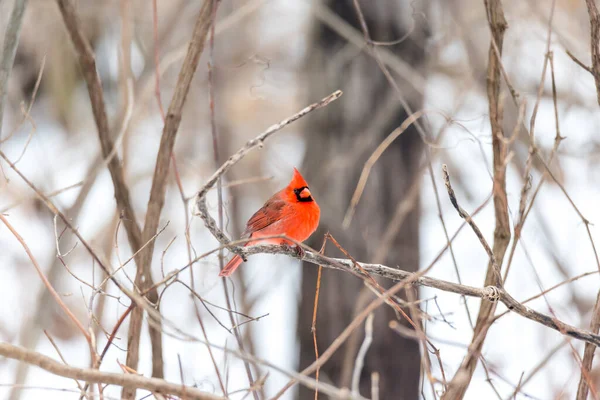 Närbild Nordamerikansk Fågel Kardinal Sittande Trädgren — Stockfoto