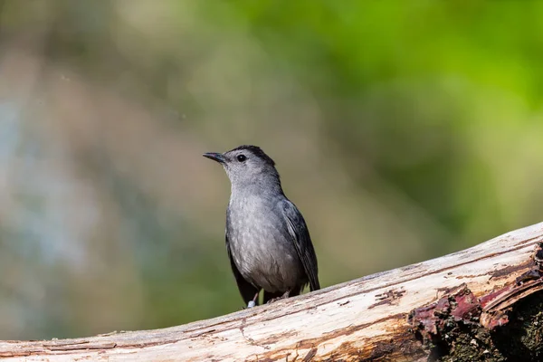 Nahaufnahme Eines Schönen Wildvogels Der Auf Einem Ast Hockt — Stockfoto