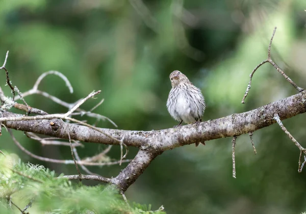 Gros Plan Magnifique Oiseau Sauvage Perché Sur Une Branche — Photo