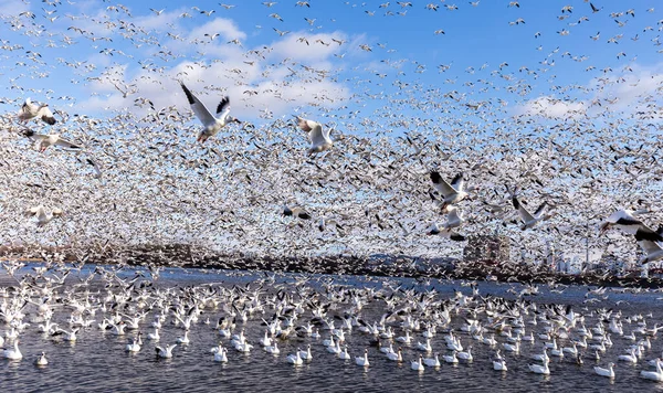 Stor Flock Vita Gäss Naturlig Livsmiljö — Stockfoto