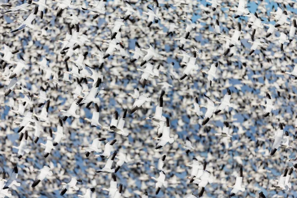 large flock of white geese in natural habitat