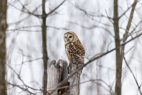 Gros Plan Belle Chouette Dans Habitat Naturel — Photo