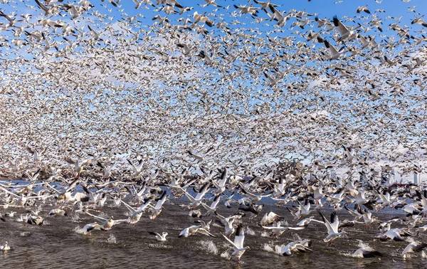 Grote Kudde Witte Ganzen Natuurlijke Habitat — Stockfoto