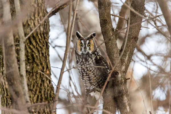 Gros Plan Belle Chouette Dans Habitat Naturel — Photo