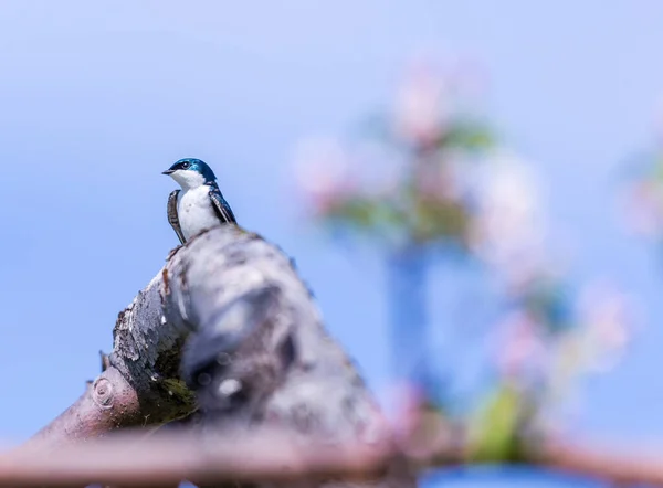 Крупный План Красивой Дикой Птицы Ветвях — стоковое фото