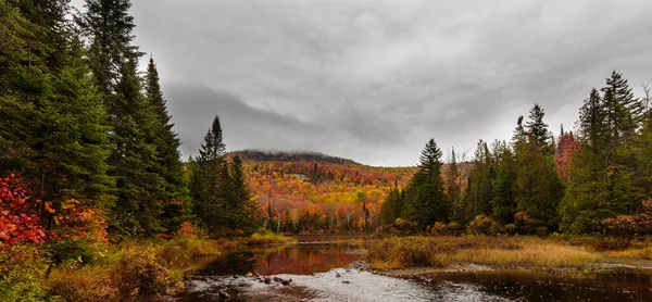 Güzel sonbahar ormanlarının manzarası
