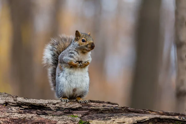 Close Shot Adorable Squirrel Forest — Stock Photo, Image