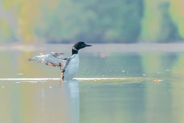 Zblízka Záběr Krásné Divoké Kachny Jezeře — Stock fotografie