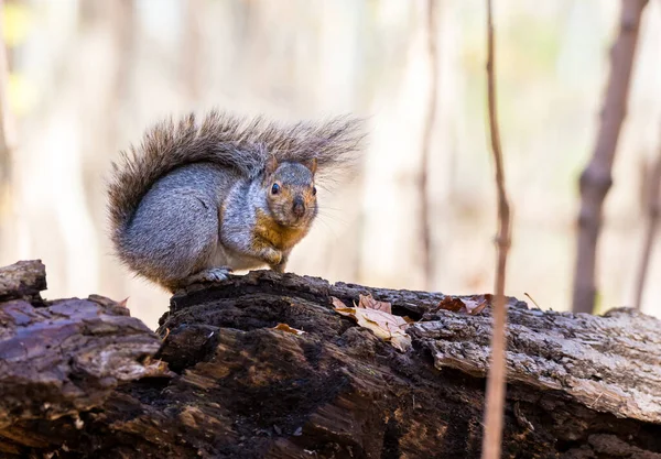 Close Shot Beautiful Cute Squirrel Forest — Stock Photo, Image