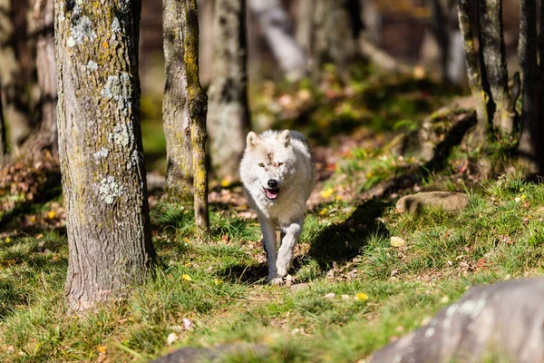 Primer Plano Hermoso Lobo Blanco Naturaleza — Foto de Stock