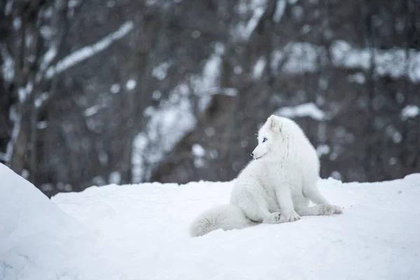 Close Shot Beautiful Arctic Fox Nature — Stock Photo, Image