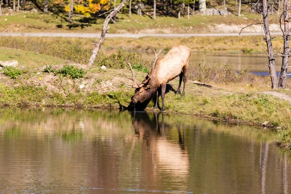 Vackra Röda Rådjur Skogen Vårdagen — Stockfoto