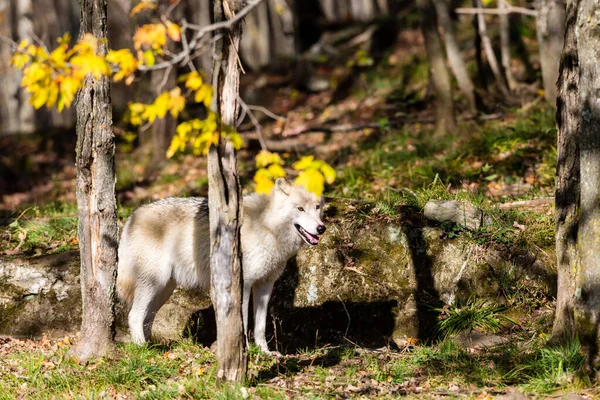 Nahaufnahme Des Schönen Weißen Wolfes Auf Die Natur — Stockfoto