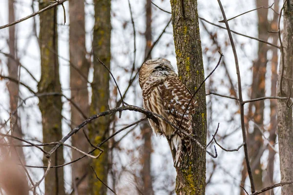 Gros Plan Belle Chouette Dans Habitat Naturel — Photo