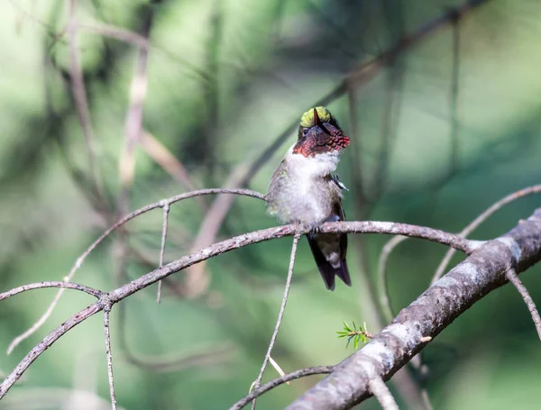 Dallara tüneyen güzel vahşi kuşun yakın çekimi