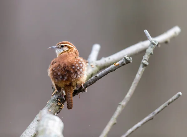 枝の上に広がる美しい野鳥のクローズアップ — ストック写真