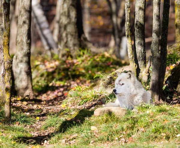 Nahaufnahme Des Schönen Weißen Wolfes Auf Die Natur — Stockfoto