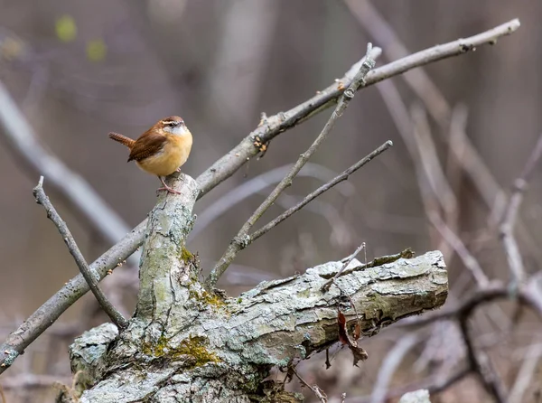 Primer Plano Hermoso Pájaro Salvaje Posado Rama —  Fotos de Stock