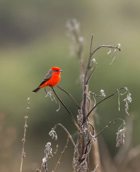 Close Shot Cardinal Bird Branch — Stock Photo, Image