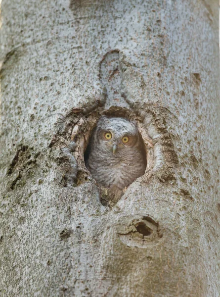 自然の生息地で美しいフクロウの接近ショット — ストック写真