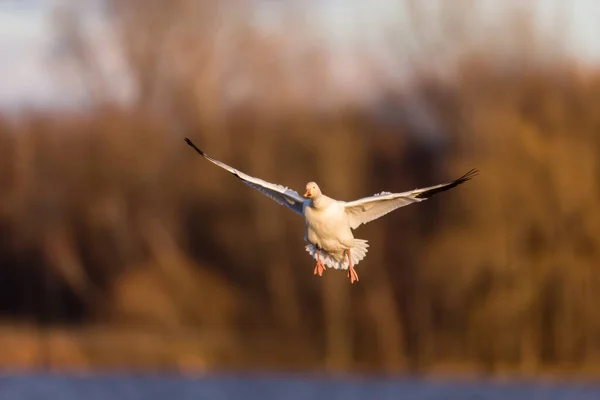 Scenic Shot Beautiful Wild Goose Flying Nature — Stock Photo, Image