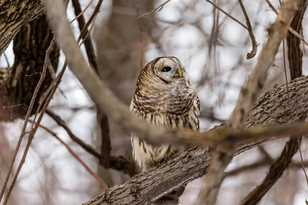 Gros Plan Belle Chouette Dans Habitat Naturel — Photo