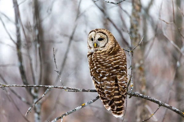 Close Shot Beautiful Owl Natural Habitat — Stock Photo, Image