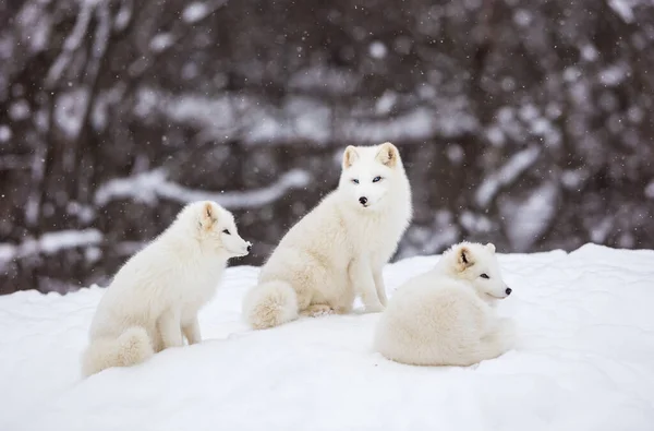 Gros Plan Beaux Renards Arctiques Sur Nature — Photo