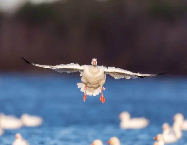 Tiro Cênico Belo Ganso Selvagem Voando Natureza — Fotografia de Stock