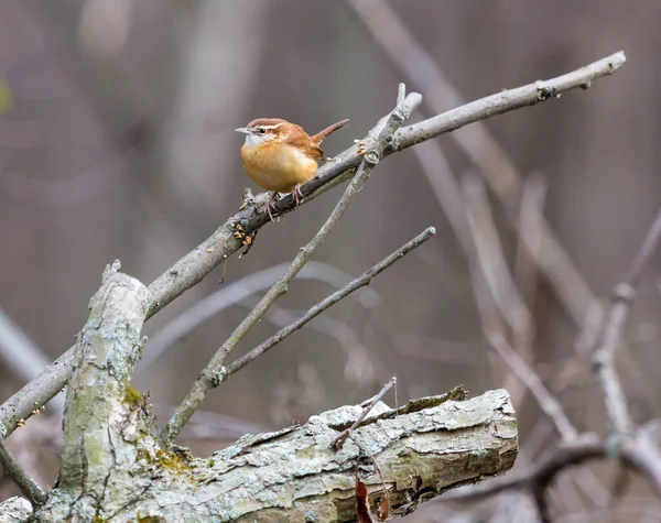 枝の上に広がる美しい野鳥のクローズアップ — ストック写真