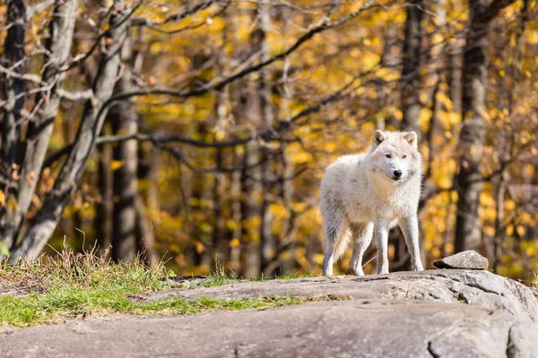 Primer Plano Hermoso Lobo Blanco Naturaleza — Foto de Stock