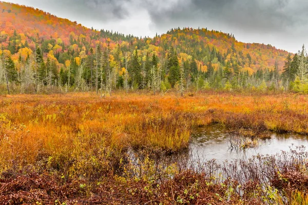 Güzel sonbahar ormanlarının manzarası